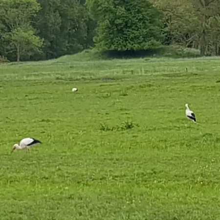 Beim Bracksee * Wischhafen