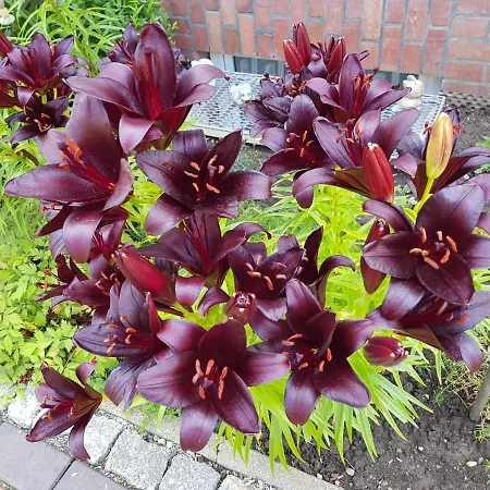 Beim Bracksee Apartman