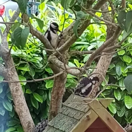 Beim Bracksee Apartman Wischhafen