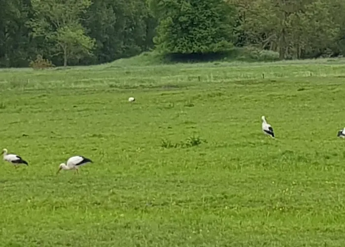 Beim Bracksee * Wischhafen